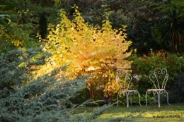 clair de lune,jardin automne,coucher de soleil 066.JPG