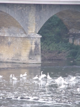 le vélo,lagestromia,les cygnes 122.JPG