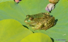 les jardins d'eau de Carsac 182.JPG