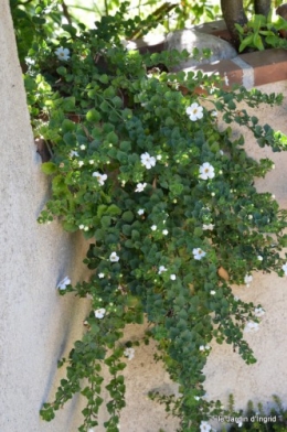 hélychrysum,ipomée batatas,plectanthrus,lysimaque,tradenscantia,glechoma,vinca,lobélia,pétunia surfinia