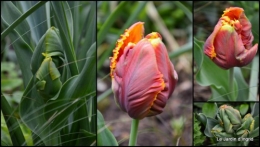 2014-04-06 tillandsia,rainette,terreau,jardin.jpg