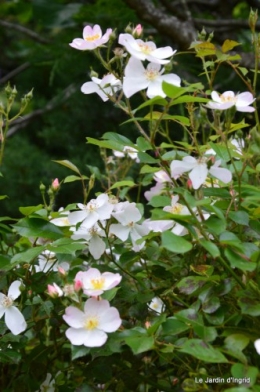 canal,fleurs blanches,marguerites,LE FLEIX,osier 090.JPG