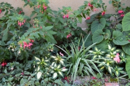 dahlias,jardin,puces st Avit Seigneur,Paniers Issigeac,Romane 069.JPG