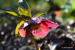 pluie,héllébores,SOL 1015,jardin,livre 021.JPG