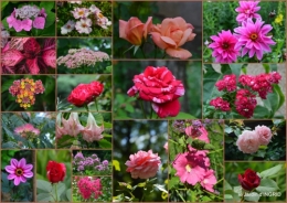 2016-07-11 jardin,papillons,Cadouin,légumes,Sophie,3.jpg