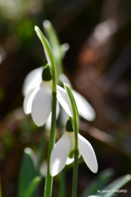 perce-neige,héllébore,oiseaux,bois 040.JPG