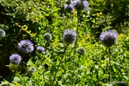 tournesols,podium,Lucas,jardin,Calès 021.JPG