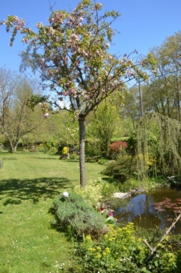 iris,arbre de judée,pivoine,Arya,viburnum,pts plants,cytise,akéb 103.JPG