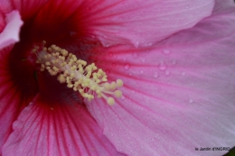 Ines,bouquet,hibiscus rose,cygnes,jardin 062.JPG