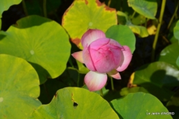 les jardins d'eau de Carsac 014.JPG