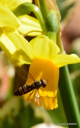 jardinière,insectes,achats 018.JPG