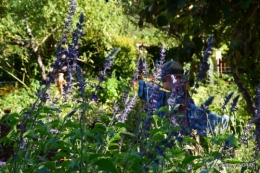 panier,composition,St Astier,jardin,lavande 114.JPG