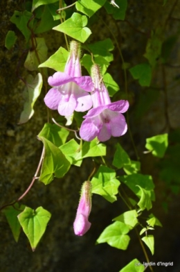 jardin octobre 057.JPG