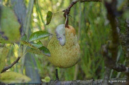 jardin,fruits,Caro,papillons,manthe religieuse,Lalinde 056.JPG