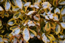 oiseaux première neige 036.JPG