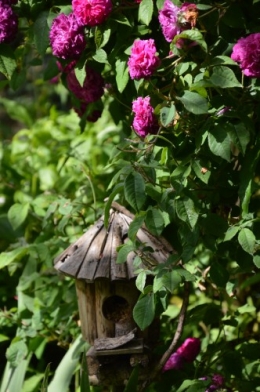 tour du jardin en juin 093.JPG