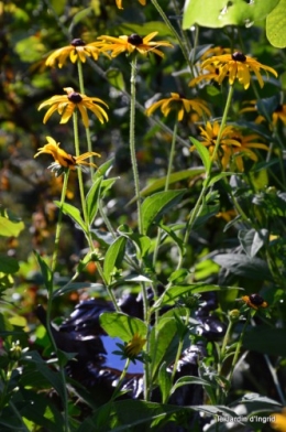 Fabien et Mélo,les filles,tomates,jardin ombre 071.JPG