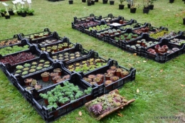 jardin,St Avit Seigneur brocante,Neuvic fête des plantes 103.JPG