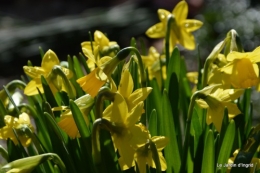 travaux,brocante,abeilles,jonquilles,prunus,mimosa 089.JPG