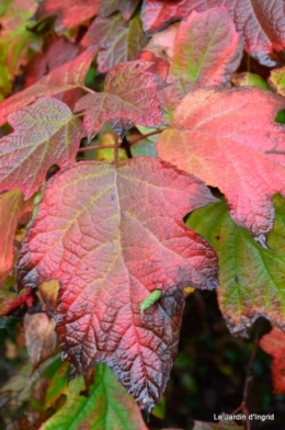 les tons roses,choux frisés,automne 008.JPG