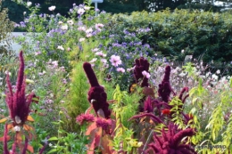 jardin Mme Perichou,grandes fleurs,bouquet,jardin 023.JPG