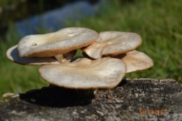 champignons,citrouilles,st Mayme de Péreyrol,fuschias,jardin aut 001.JPG