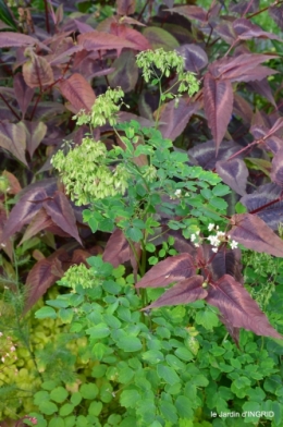 jardin,chez Bernadette,puces,cygnes,pluie 142.JPG