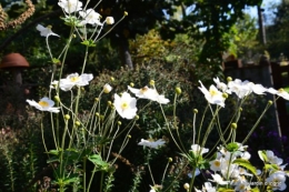 jardin octobre,chez Marylaur,Arnaud ,Ariane,la mer,sauges 218.JPG