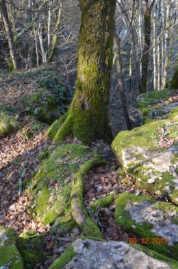 petit houx,colline