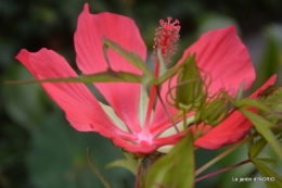 orage,puces,bouquet,Anniv.Ines,Brantome,Jardins d'eau 322.JPG