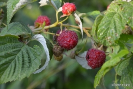 jardin,fruits,Caro,papillons,manthe religieuse,Lalinde 060.JPG