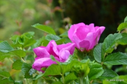 jardin,roses,cabane 147.JPG