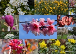 2015-04-17 jardin avril,tulipes pivoine,iris d'eau,chenilles.jpg