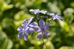 jardin,printemps,avril