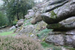 la Sedelle,étang de Riault,cyclamens 086.jpg