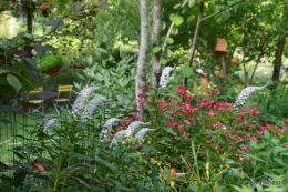 hémérocalles,les filles,les cygnes,la passerelle,moi,jardin 125.JPG