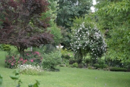 tour du jardin en juin 110.JPG