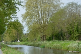 cygnes,cartes,scènes de jardin,;rosier de Banks 039.JPG