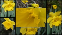 2014-02-21 jonquilles,tableau d'ambience,champignons,gouttes d'eau1.jpg