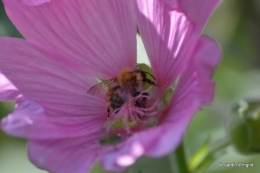 coeur des fleurs,papillons,libellules 160.JPG