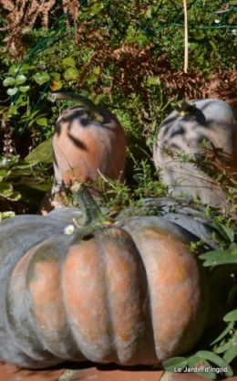 citrouilles,jardin,Combarel 001.JPG