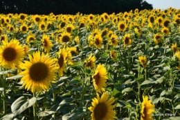 tournesols,podium,Lucas,jardin,Calès 055.JPG