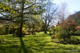 jardin confiné ,osier,magnolia jaune 133.JPG