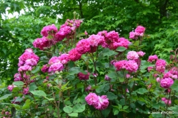 jardin,chez Bernadette,puces,cygnes,pluie 146.JPG