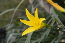 jardin coulobre,cygne, 084.JPG