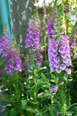 muguet,féte des fleurs Lalinde,jardin 100.JPG