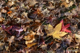 canal,automne,tonte des feuilles 011.JPG