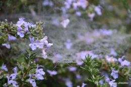 brouillard le matin d'automne 023.JPG