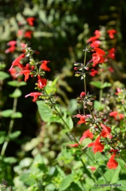 jardin octobre 036.JPG