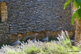 lantanas,pêcheurs,roque st Christophe,cabanes de Breuil,cygnes,p 192.JPG